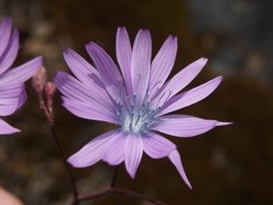 Locika vytrvalá (Lactuca perennis)