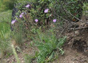 Locika vytrvalá (Lactuca perennis)