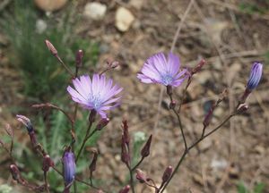 Locika vytrvalá (Lactuca perennis)