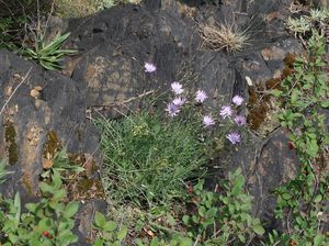 Locika vytrvalá (Lactuca perennis)