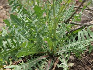 Locika vytrvalá (Lactuca perennis)