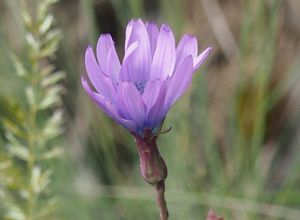 Locika vytrvalá (Lactuca perennis)