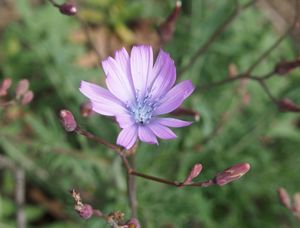 Locika vytrvalá (Lactuca perennis)