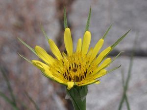 Kozí brada luční menší (Tragopodon pratensis subsp. minor)