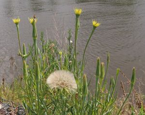 Kozí brada luční menší (Tragopodon pratensis subsp. minor)