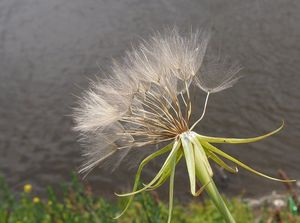 Kozí brada luční menší (Tragopodon pratensis subsp. minor)