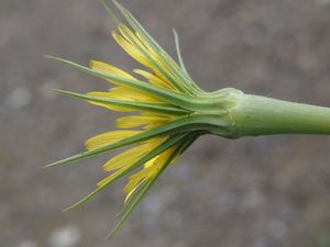 Kozí brada luční menší (Tragopodon pratensis subsp. minor)