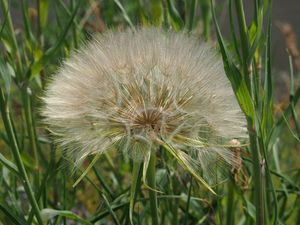 Kozí brada luční menší (Tragopodon pratensis subsp. minor)