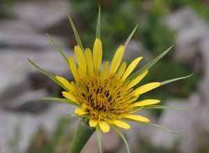 Kozí brada luční menší (Tragopodon pratensis subsp. minor)