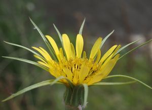 Kozí brada luční menší (Tragopodon pratensis subsp. minor)