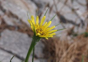 Kozí brada luční menší (Tragopodon pratensis subsp. minor)