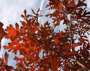 Dub bílý (Quercus alba)