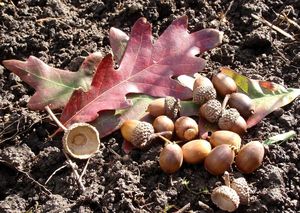 Dub bílý (Quercus alba)