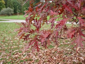 Dub bílý (Quercus alba)