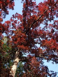 Dub bílý (Quercus alba)