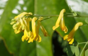 Dymnivka žlutá (Chorydalis lutea)