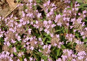 Mateřídouška panonská (Thymus pannonicus)