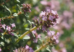 Mateřídouška panonská (Thymus pannonicus)