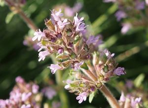 Mateřídouška panonská (Thymus pannonicus)