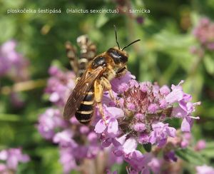 Mateřídouška panonská (Thymus pannonicus)