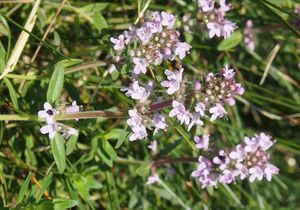 Mateřídouška panonská (Thymus pannonicus)