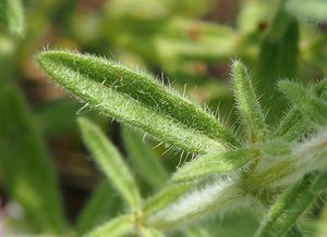 Mateřídouška panonská (Thymus pannonicus)