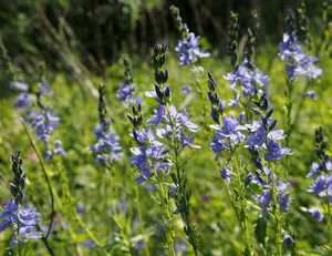 Rozrazil ožankový (Veronica teucrium)