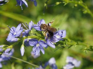 Rozrazil ožankový (Veronica teucrium)