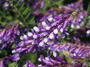 Vikev huňatá (Vicia villosa )