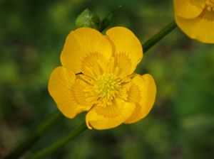 Pryskyřník plazivý (Ranunculus repens)