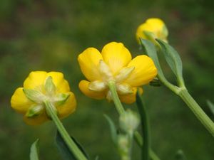 Pryskyřník plazivý (Ranunculus repens)