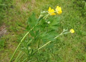 Pryskyřník plazivý (Ranunculus repens)