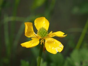 Pryskyřník plazivý (Ranunculus repens)