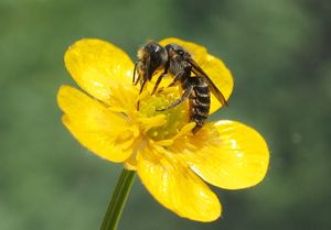 Pryskyřník plazivý (Ranunculus repens)