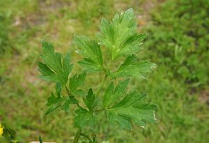 Pryskyřník plazivý (Ranunculus repens)