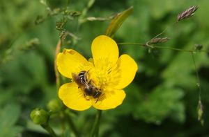 Pryskyřník plazivý (Ranunculus repens)