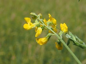 Hrachor luční (Lathyrus pratensis L.)