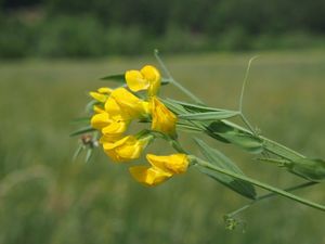 Hrachor luční (Lathyrus pratensis L.)