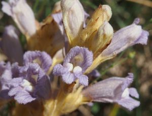 Záraza písečná (Orobanche arenaria)