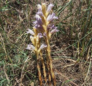 Záraza písečná (Orobanche arenaria)