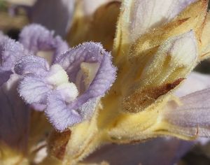 Záraza písečná (Orobanche arenaria)