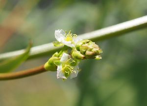 Žabník jitrocelový (Alisma plantago-aquatica)