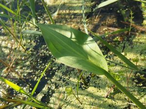 Žabník jitrocelový (Alisma plantago-aquatica)