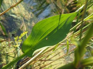 Žabník jitrocelový (Alisma plantago-aquatica)