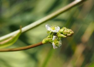 Žabník jitrocelový (Alisma plantago-aquatica)