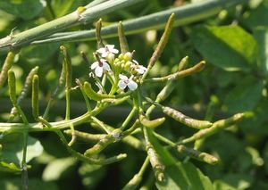 Potočnice lékařská (Nasturtium officinale)