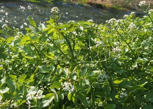 Potočnice lékařská (Nasturtium officinale)