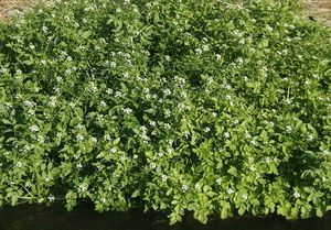 Potočnice lékařská (Nasturtium officinale)