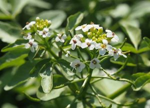 Potočnice lékařská (Nasturtium officinale)