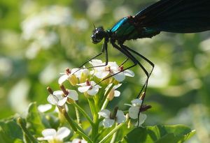 Potočnice lékařská (Nasturtium officinale)